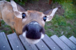 The Deer Club 2.0