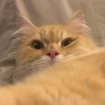 lnkyPinkyP0nky's Place