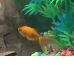 The Oreo fish group