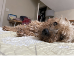 Luna the Yorkie