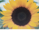 Sunflower club!
