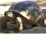 ~-I~-Like~-Turtles~-