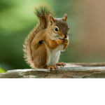 The real squirrel army