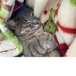 kitten and cats united