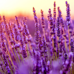 Lavender cream Group! Lavender fan Group!