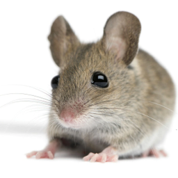 Mice 2.0
