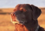 - D.O.G -