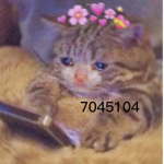 ᴀɴɪᴍᴇGʀᴏᴜᴘ