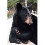 MISTABEAR