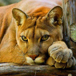 Pumas United