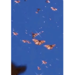 butterflysssss