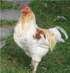 Chickens are EPIC