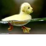 Waducks