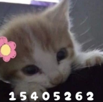 vvongssaly