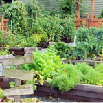 Gardening tips