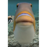 ．*・ＦＩＳＨ・* ．