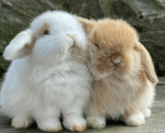 ~~BUNNI GROUP~~