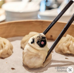 TheDumplingPugs