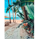 ~ Tropical Beach ~