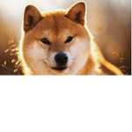 Wolf of the dead