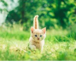 (Audrey puppy) (Puppy's Jesse) (Gaby kitten)