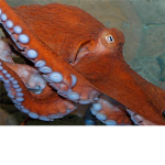 Octopus Legions O.I.