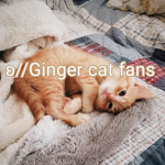 Ginger Cat Fans