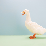 Duck group :3
