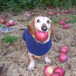 DOG WITH APPLE Obby