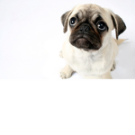PUGS!!!!!!!!!!!!