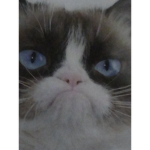 Cattus Imperium
