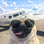 Doug the pug peace and Doug