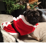 coco pug hero