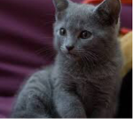 Russian blue kittens of life