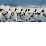 TEAM PINGOUINS