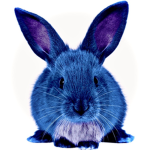 ~Blue Bunny Squad~