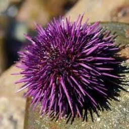 [TIER 18] Urchin Activities icon