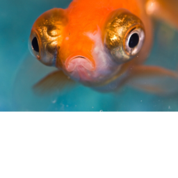 The Fishy Office.