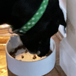 Furry pets group