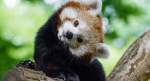 Red Panda United !