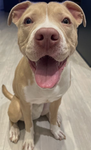 lesos