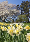 [wcue] daffodilclan.
