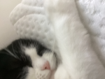 WhiteShadow|Original Fanclub