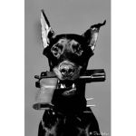 Doberman,