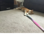 Cats forever 125