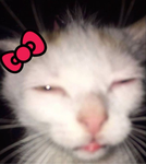 Best moche