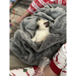 Save The Kitties