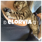 ʚ elorvia ɞ