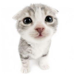 🐈