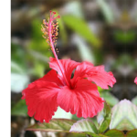 Epic Hawaii Group